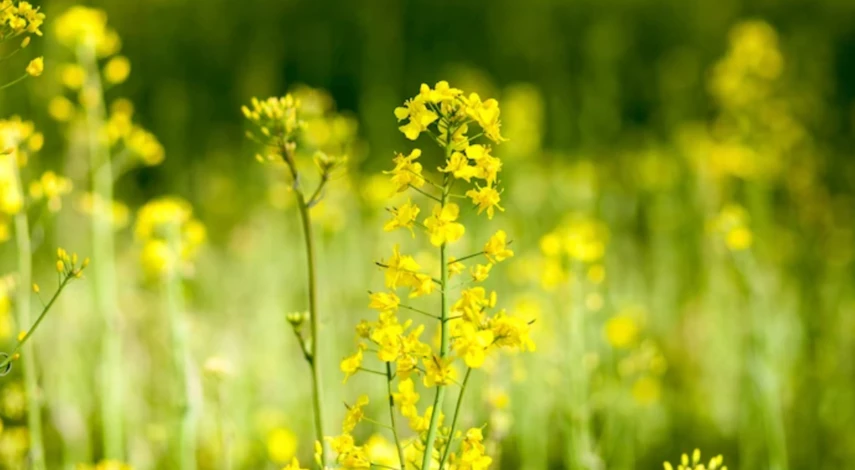 как подготовить теплицу к зиме