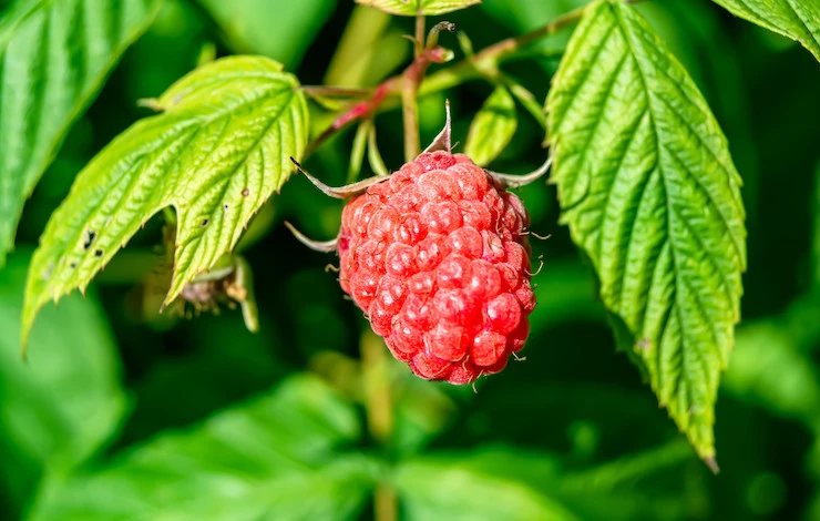 Обрезка ремонтантной малины в сентябре 2025 года