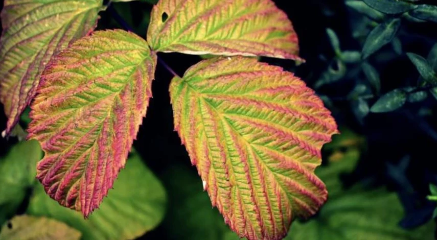 Обрезка ремонтантной малины на зиму