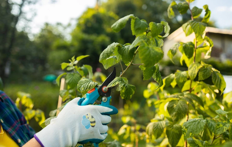 обрезка ремонтантной малины осенью