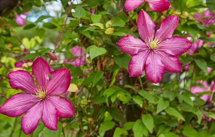укрытие клематисов на зиму