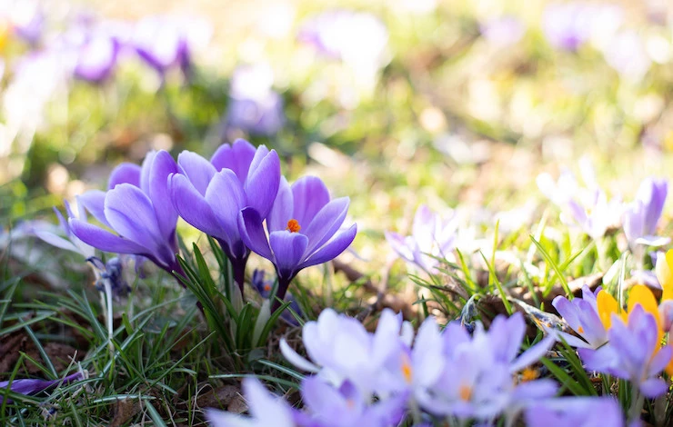 посев крокусов осенью