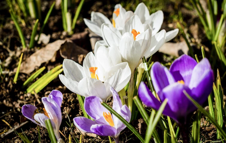 посадка крокусов в сентябре
