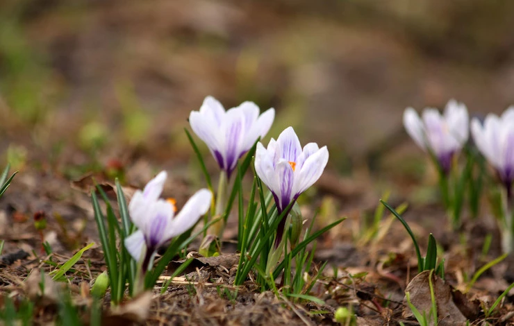 посадка крокусов в октябре