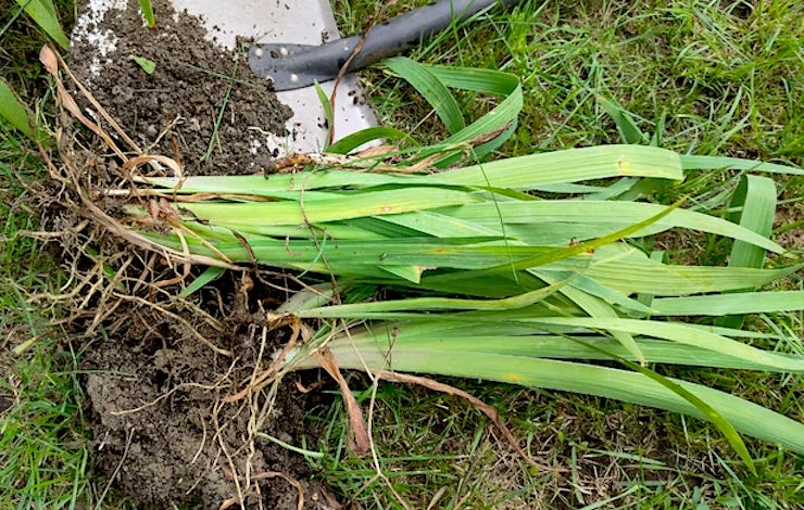 деление ирисов в сентябре