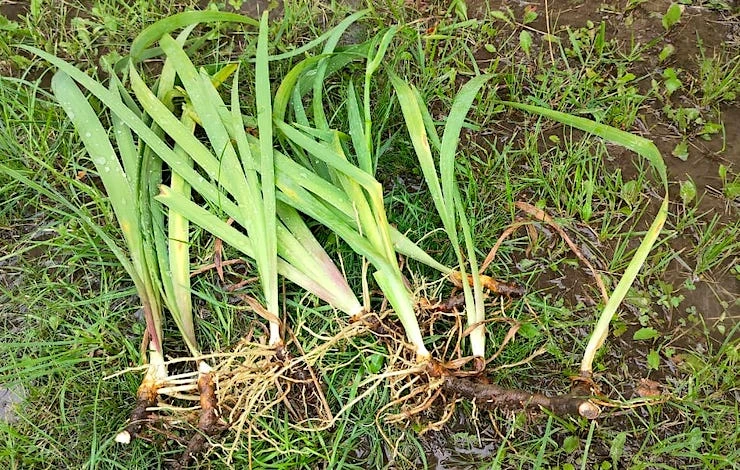 как делить ирисы осенью