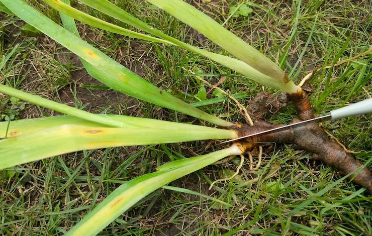 размножение ирисов делением