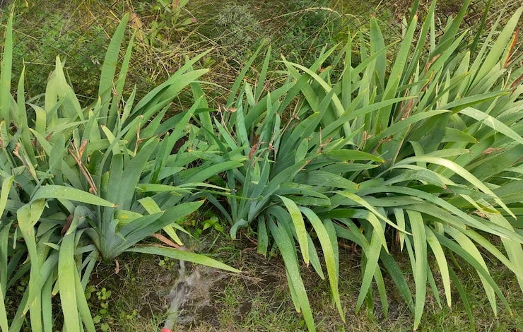 посадка деленок ириса осенью