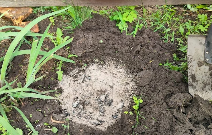 как сажать ирисы осенью