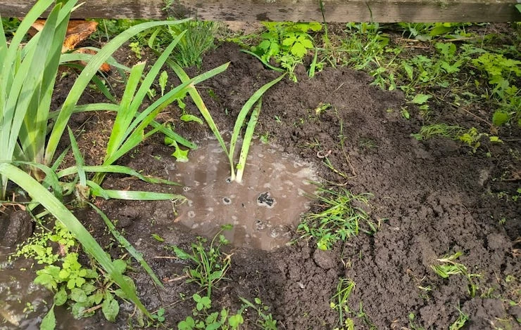 когда сажать ирисы осенью