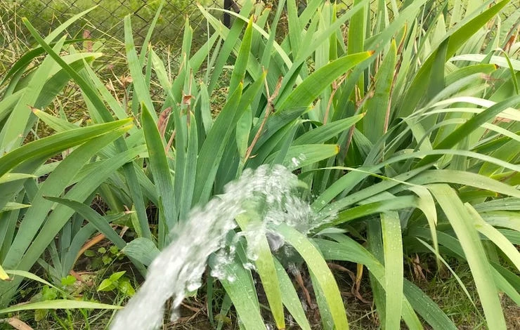 уход за ирисами после деления