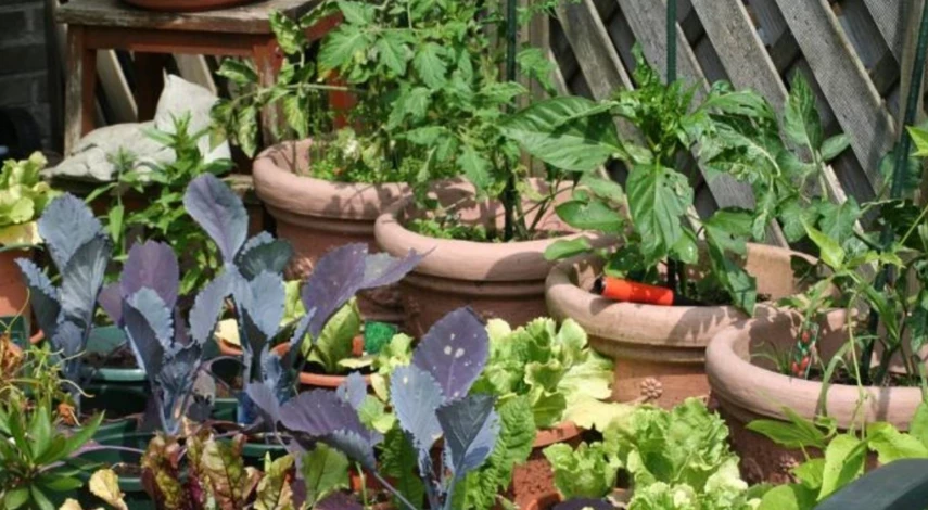 посадка моркови под зиму