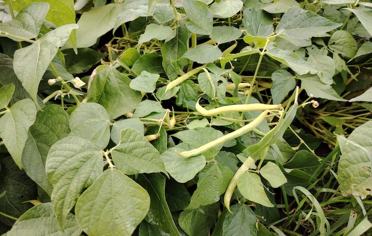 защита растений от слизней