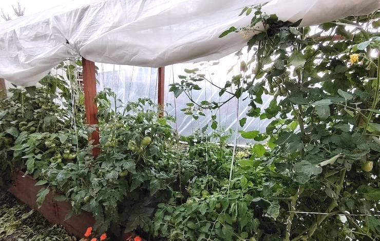 защита растений от дождей