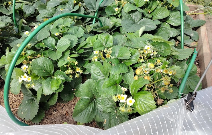 Защита клубники от дождей