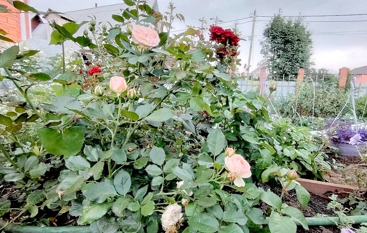 защита роз от дождей