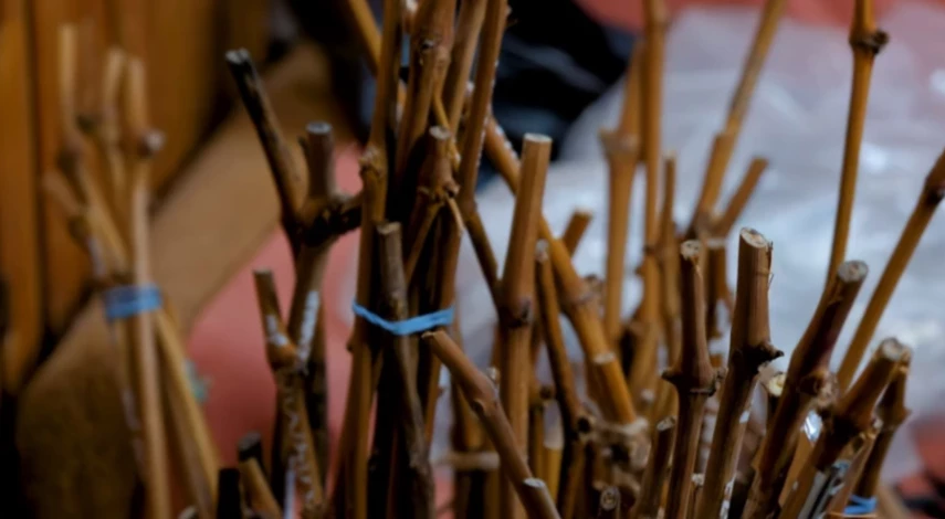 осенняя заготовка черенков винограда