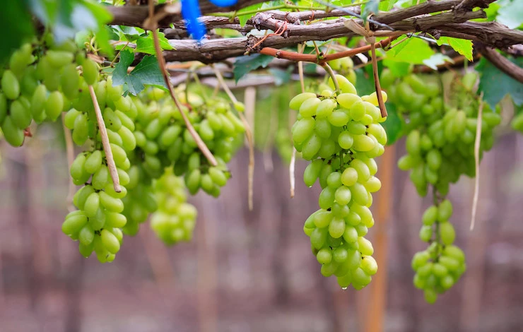 заготовка черенков винограда осенью