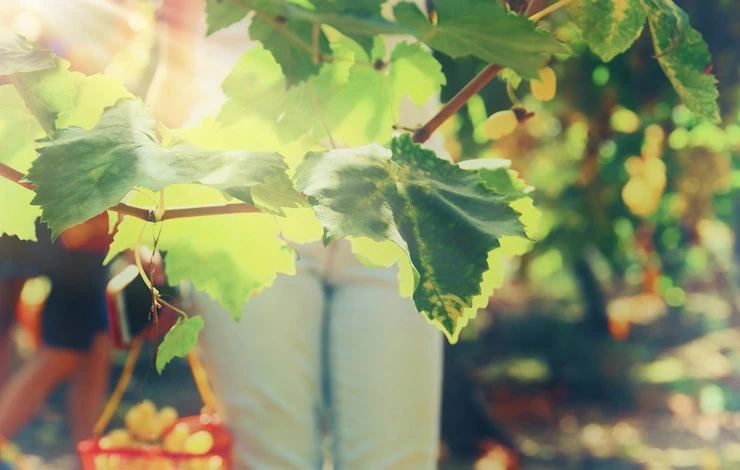 хранение черенков винограда