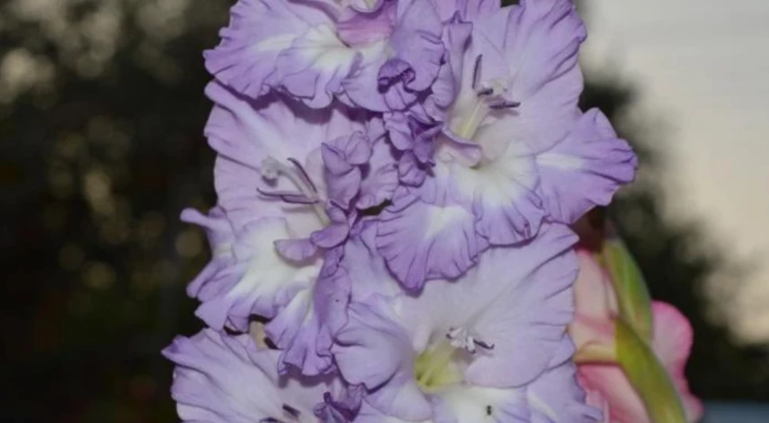 осенняя выкопка гладиолусов