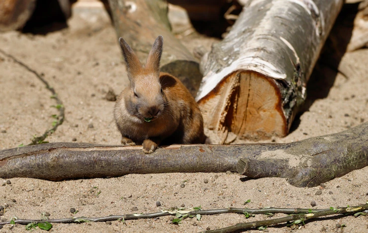 защита сада от зайцев зимой