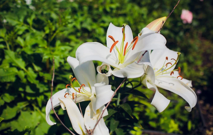 сроки обрезки лилий осенью