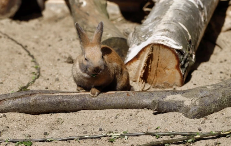 Октябрьская подготовка сада к зиме от грызунов