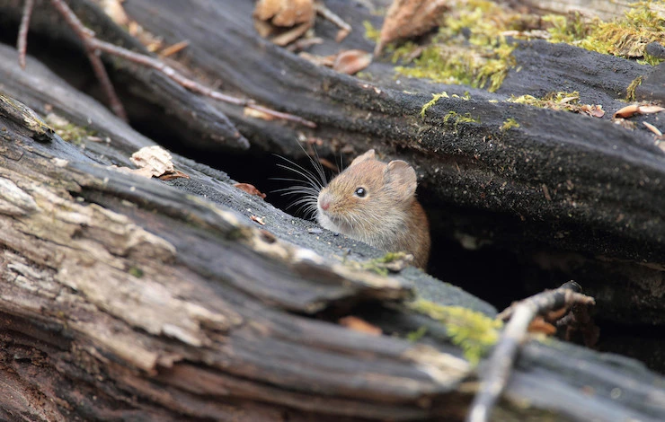 защита деревьев от грызунов