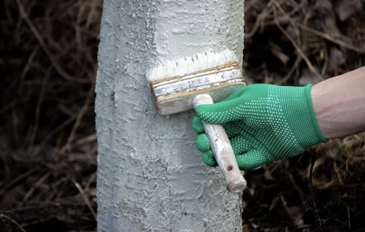 как защитить деревья от мышей и зайцев