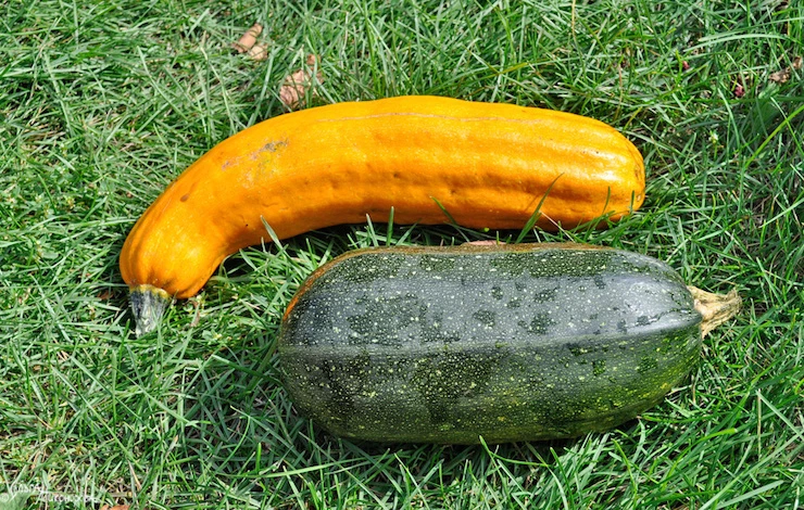 заготовка кабачков на зиму