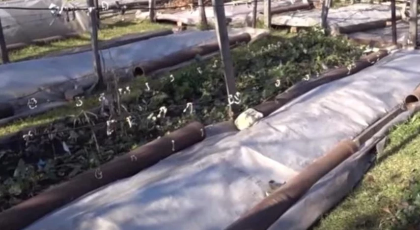 как укрыть виноград на зиму