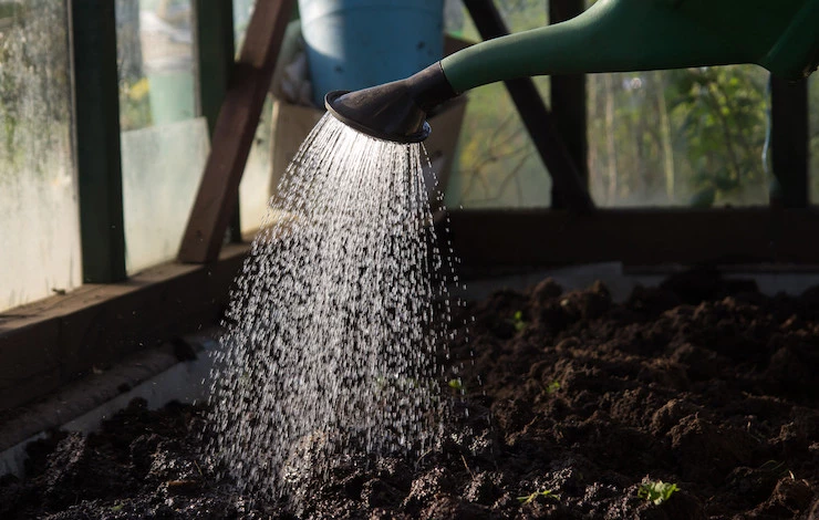 Триходермин осенью применение