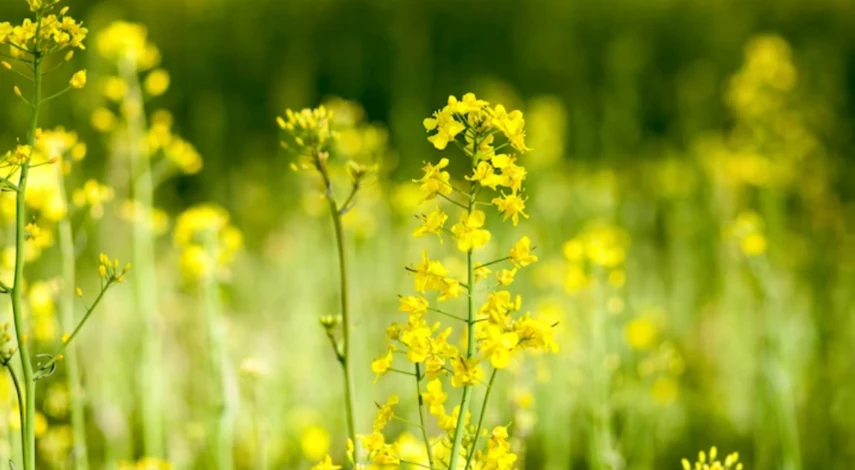 Обработка почвы биопрепаратами осенью