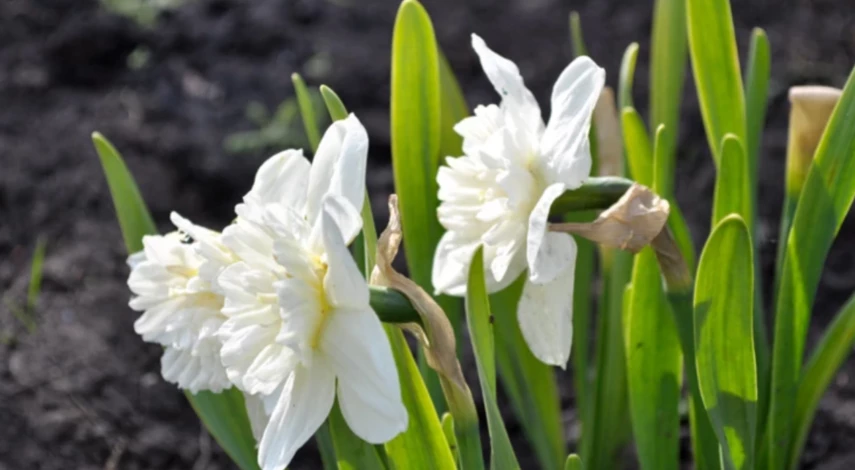 посадка цветов в сибири в сентябре
