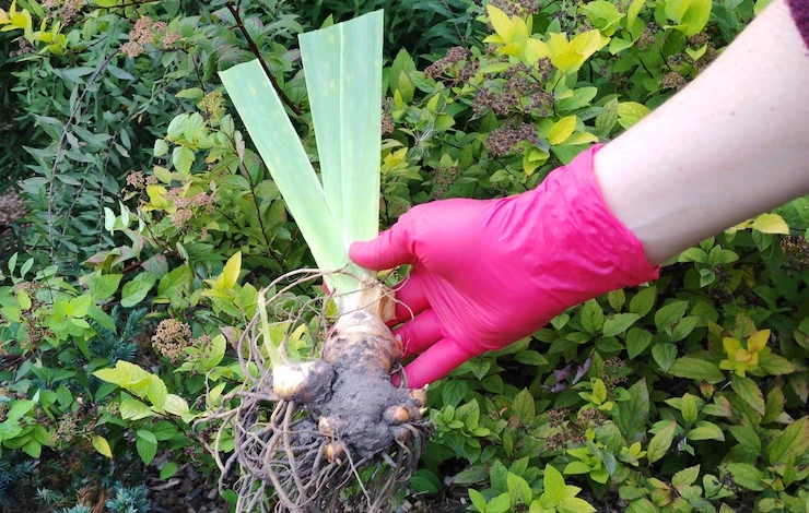 посадка луковичных в сентябре