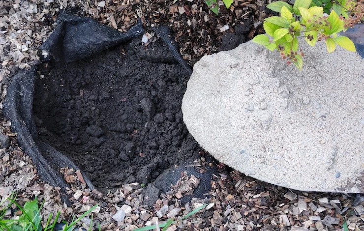 посадка лилий в сибири в сентябре