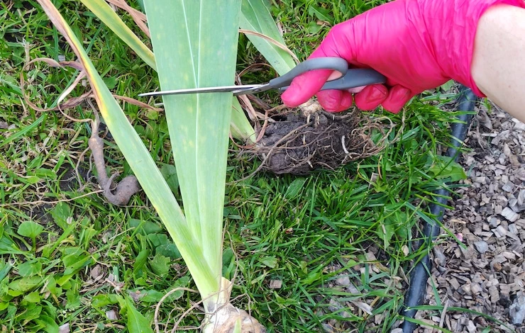 посадка цветов осенью в сентябре