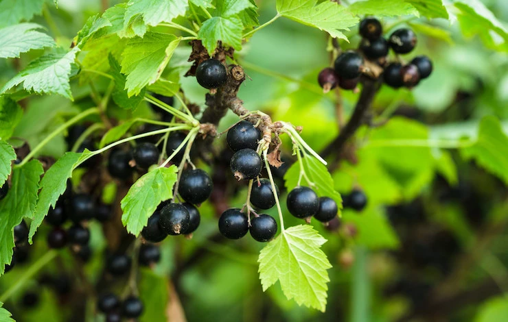 обработка смородины осенью