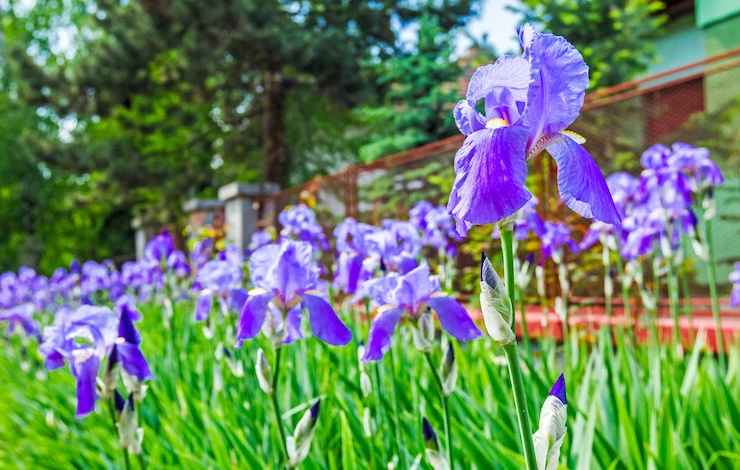 подкормка ирисов осенью