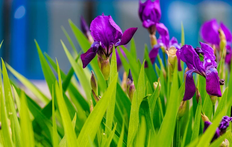 полив ирисов осенью