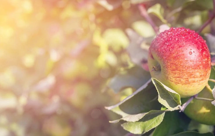 связь влагозарядного полива и зимостойкости