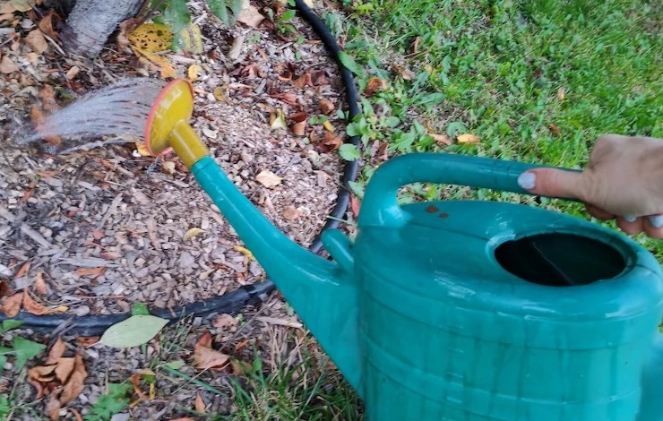 питание для вишни осенью