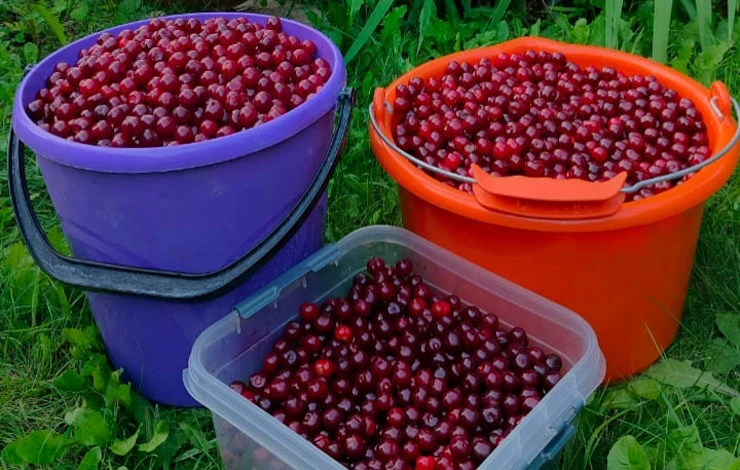 лучшие удобрения для вишни осенью