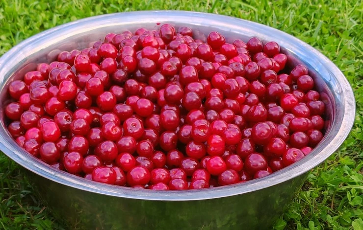 подкормки вишни перед зимой