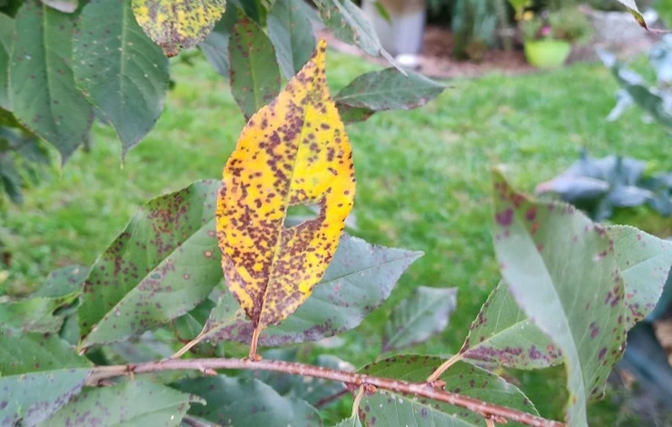 удобрения вишни осенью названия