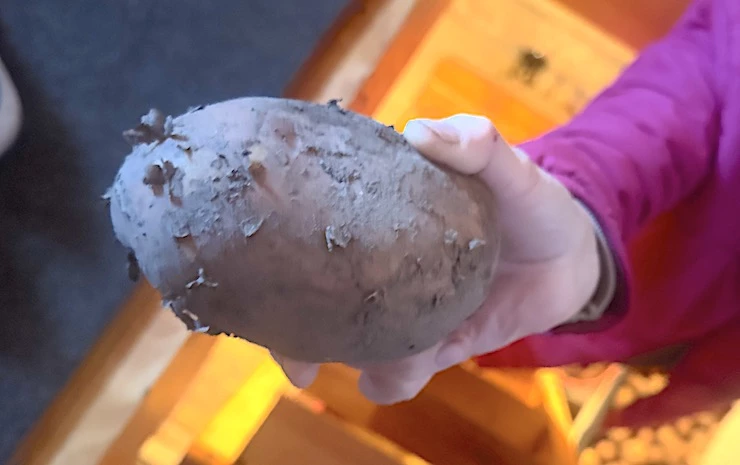 причины гниения картофеля в погребе