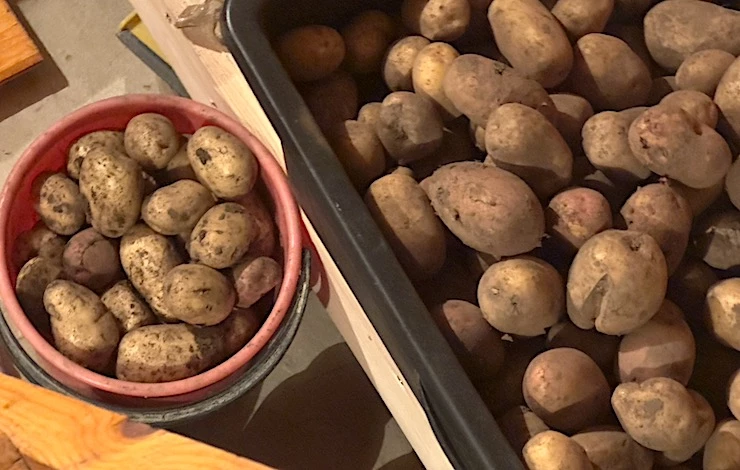 гниет картофель в погребе что делать