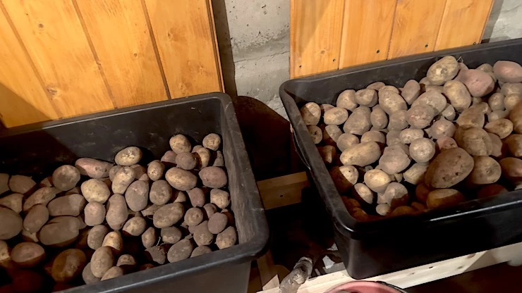 гниет картошка в погребе что делать