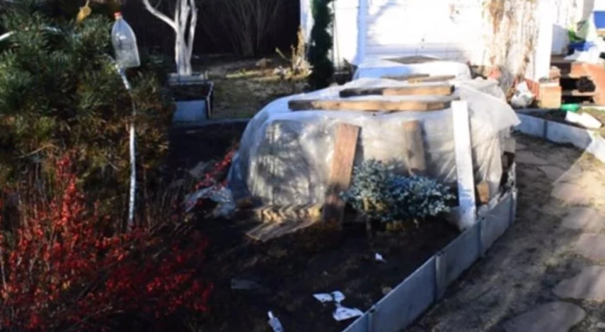 укрытие рододендрона на зиму