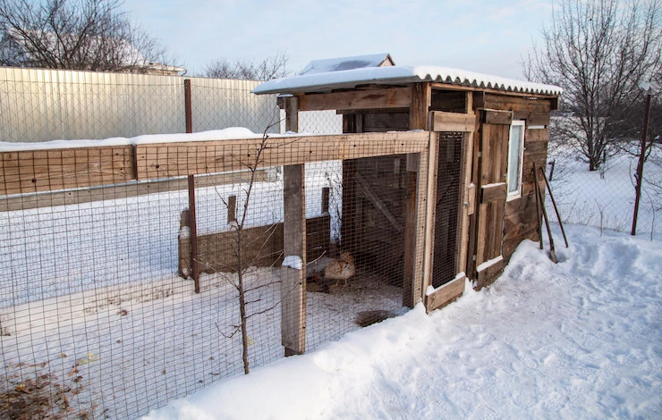 содержание кур зимой